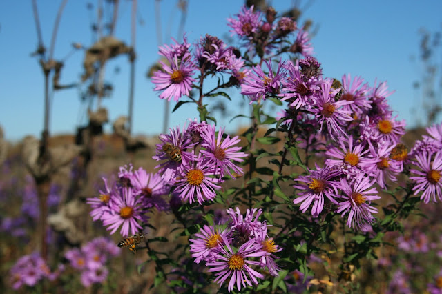 New England Aster blooming at Baker Park Reserve in Maple Plain, Minnesota, in early October 2020.