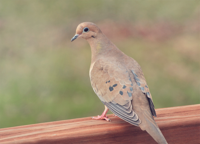 The Flying Clubhouse: Signs of Spring