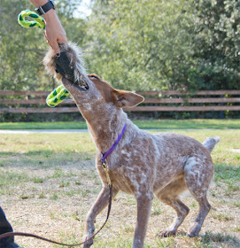 Jackpot treat pouch for dog training