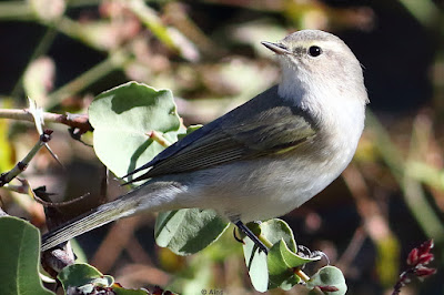 Common Chiffchaff