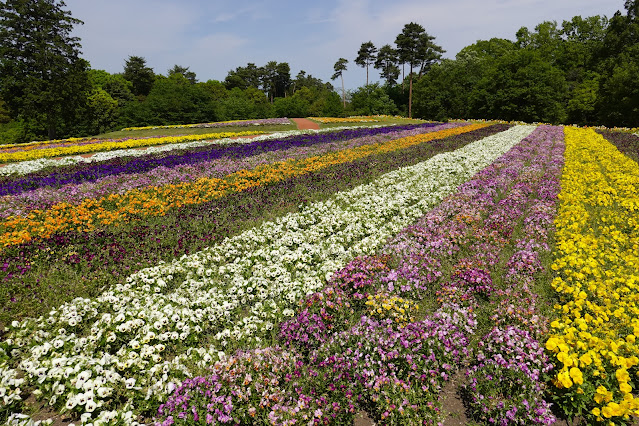 鳥取県西伯郡南部町鶴田 とっとり花回廊 花の丘