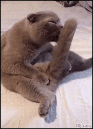 Funny Cat GIF • Blue cat licking his huge tail in a funny way. Yes I am sexy and I know it [ok-cats.com]