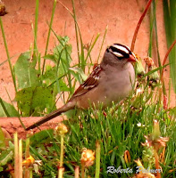 White-crowned Sparrow – Dalvay, PEI – May 26, 2013 – Roberta Palmer