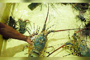Kelola Lobster NTB: Peran BUMD NTB PT. Gerbang NTB Emas (GNE)
