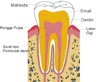 bagian gigi, mulut
