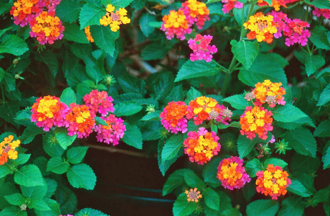 lantana is a road side flower of bangldesh you can find it everywhere ...