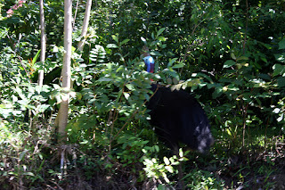 cassowary