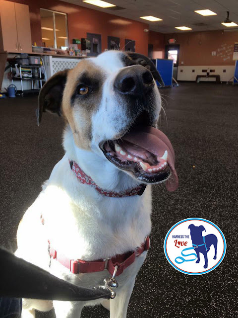 Happy white-and-brown dog looking cute in a harness