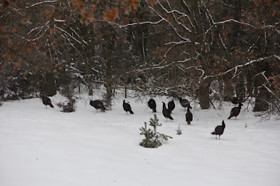 turkey flock, not seen for a year