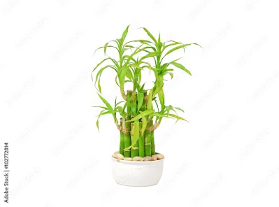 Vaastu tips for Lucky Bamboo Plant in Hindi : लकी बैंबू वास्तु टिप्स