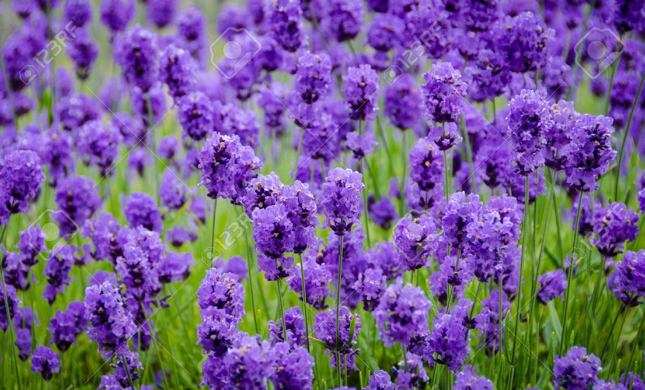 Gambar Bunga Lavender