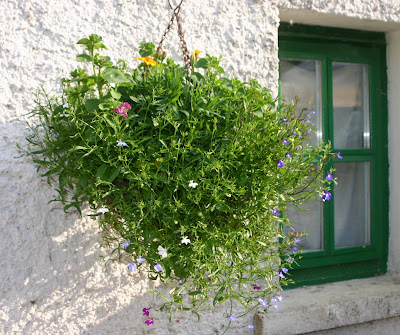 The three hanging baskets are coming along well.