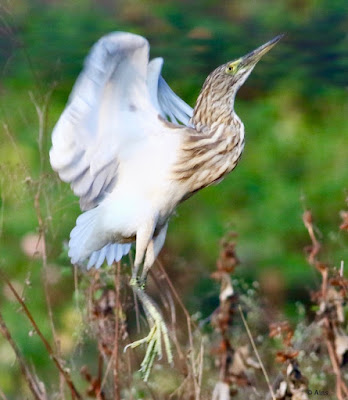 Indian Pond-Heron