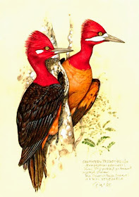 Red necked Woodpecker
