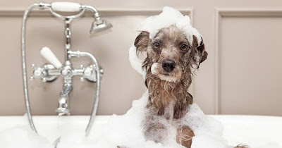 Perro sucio después bañarse