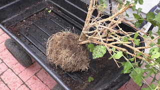 Repotting root bound plants