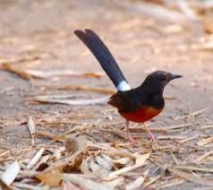 Cara Merawat Burung Murai Batu Agar Rajin Bunyi Gacor