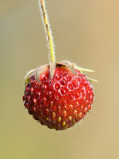 Fragaria viridis meyvesi