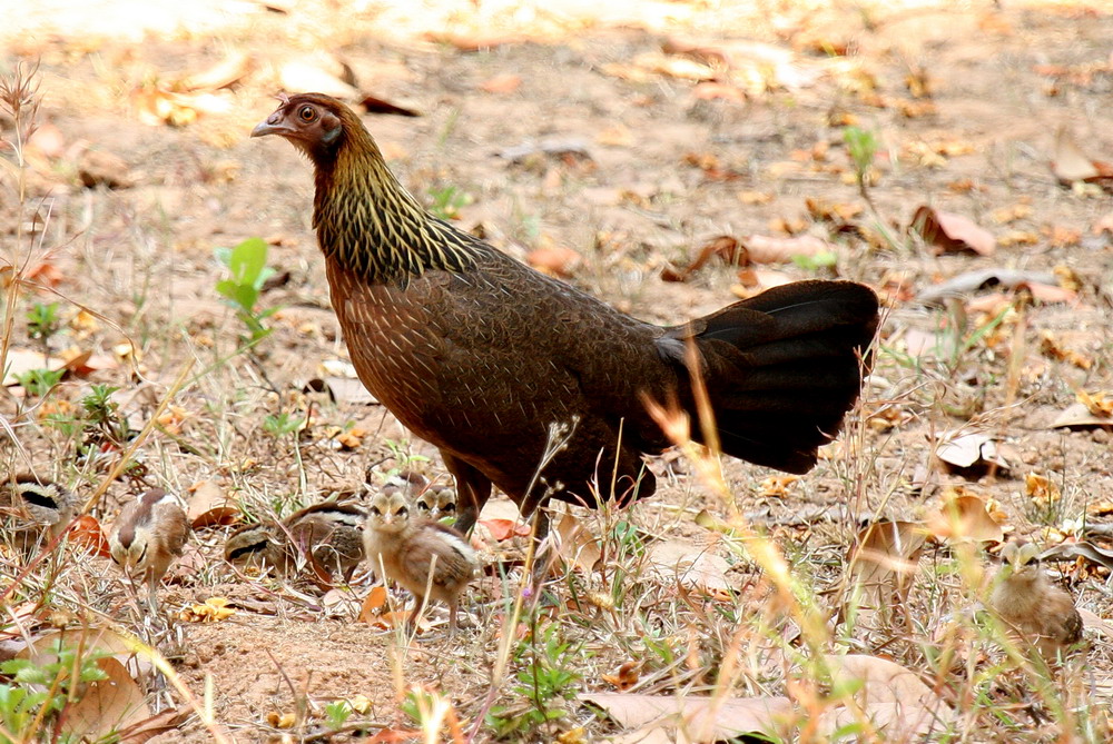  Ayam  Ngampus Ciri Ayam  Hutan  Merah Dan Ayam  Burgo