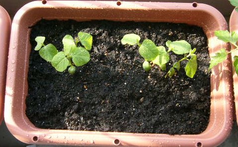 団地のベランダで家庭菜園 枝豆をプランターへ定植