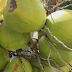 🆕 Guadeloupe - Vols de cocos ,la colère monte !