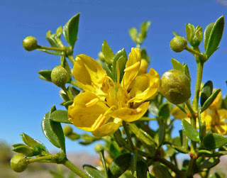 ক্রিয়োজেটাম ( Kreosotum ) [ পরিশ্রুত বীরকাঠজাত আলকাতরা ] 