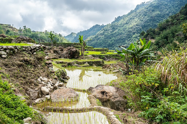 Magulon-Ifugao-Luçon-Philippines