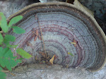 Natureza