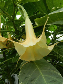 Angel's Trumpet Brugmansia at the Allan Gardens Conservatory by garden muses-not another Toronto gardening blog