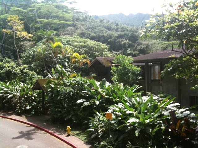 ClubhouseB: The Journal: Deep into Manoa at Treetop Restaurant