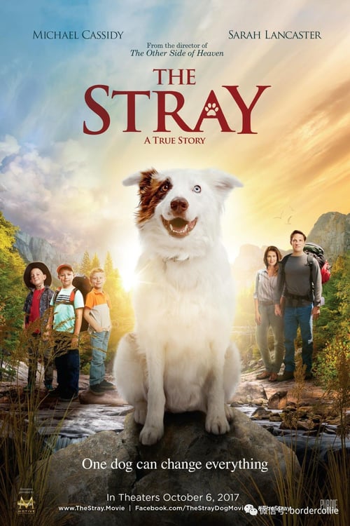[HD] The Stray 2017 Film Complet En Anglais