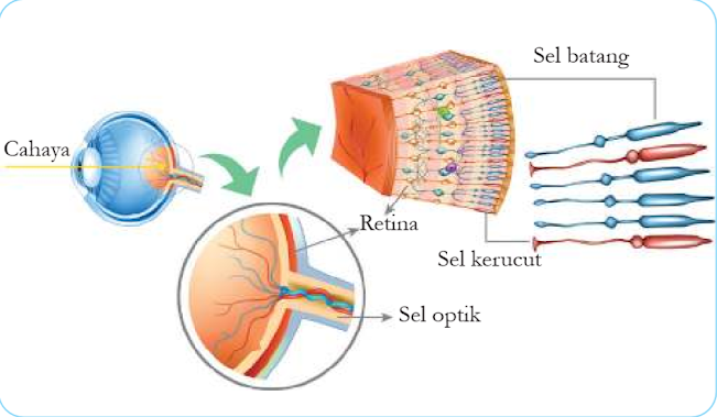 Gambar Sel kerucut dan sel batang pada retina mata.