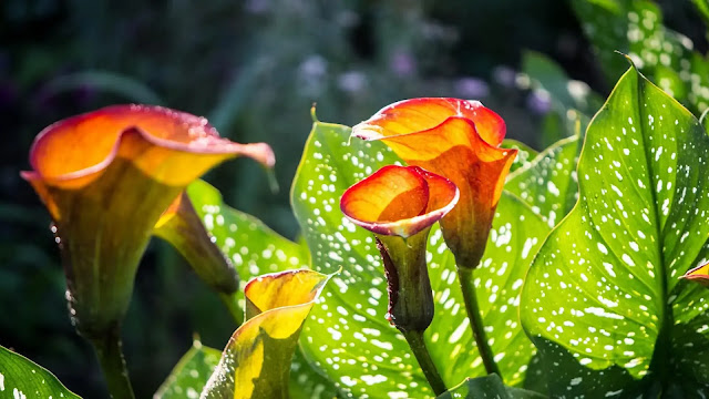 Calla Lily