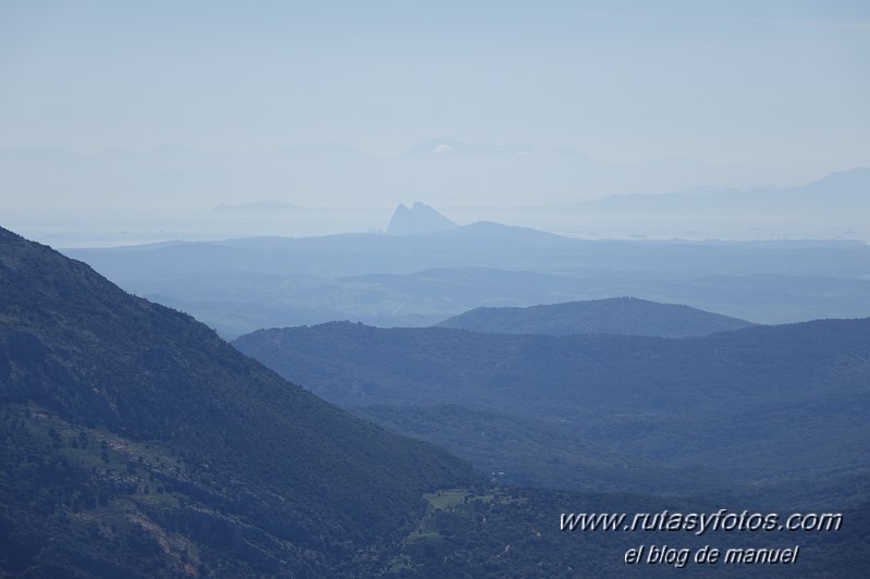 Caillo - Cintillo desde Benaocaz