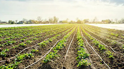 Drip irrigation