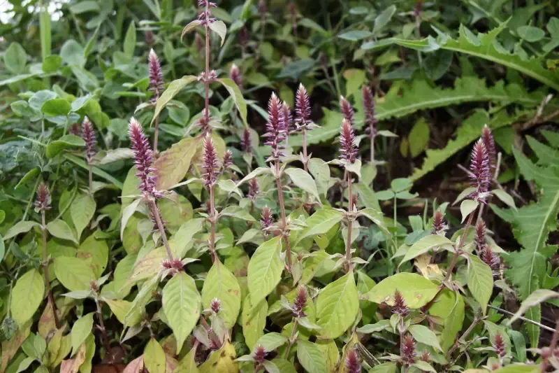 Algerian wild flowers