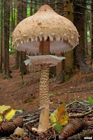 Giant Mushroom