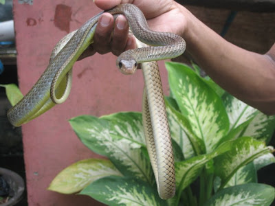 reptilia mania snake- Ptyas korros snake, Snake not venomous