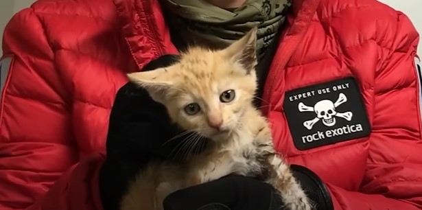 Kitten after being rescued