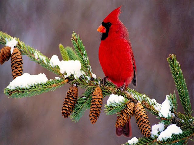 The Attractive Northern Cardinals birds