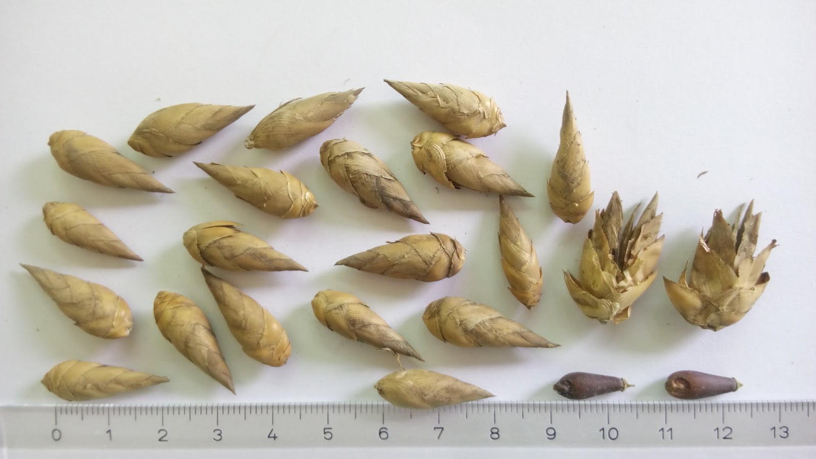 Bamboo Seeds Catalog — จำหน่ายเมล็ดพันธุ์ไผ่