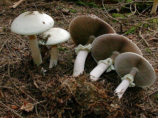 Agaricus Silvicola - Champiñón anisado