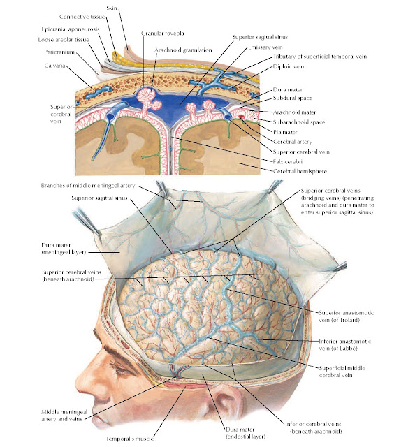 Meninges and Superficial Cerebral Veins Anatomy