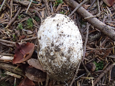 Amanita vaginata muchomor mglejarka