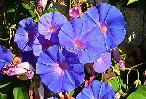Azul - Glória Ishizaka 4