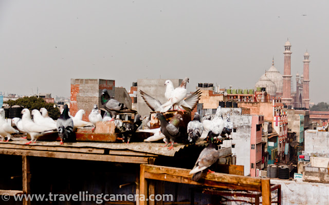 Kabutarbazi was one of the popular folk sport of North India and Pakistan, which is not so popular these days. But on visiting Old Delhi streets, one can see such things preserved very well.In these colorful streets of Old Delhi, we can still find folks with skills of controlling flocks of pigeons; making them to fly up and land back with just a few verbal commands. The level of skill determines the status you earn in this sport and while it is challenging but possible to become an 'Ustad' or 'Kabutarbaz', becoming a Khalifa can be an ambitious goal.It is a sport that is popular in the North region of India as well is in Pakistan.... Unlike many other folk sports, Kabootarbazi is fairly developed and championships are held every year in different areas...If you have visited Old Delhi, I am sure you must have noticed lot of pigeons flying in the sky. Especially Jama Masjid is always surrounded by lots of pigeon groups. At times, some of the pigeons from one group choose to join the other group, which is owned by someone else. All groups are very attentive to their master's voice. So suddenly one of the pigeon start joining the other flock. This takes an interesting turn in the game. When a pigeon from one group joins the other group, the original owner looses the right on that pigeon. Now if Original owner want that pigeon back in his group, s/he needs to pay appropriate amount as per the breed and skills of that pigeon. And there is no guarantee that Pigeon will not go and join new group. Such a classic game, which make the whole community of Old Delhi very strong. Somehow, I felt that people in Old Delhi have much stronger bonding as compared to other regions of Delhi. Most of them know who owns which group/flock of Pigeons and who is good at what. All such information makes each of them informed about styles of each family and all these games help in strengthen the bond.Pigeon master OR  KabutarBaaz are folks who actively involved in such games and gain mastery over a period of time. A Kabutarbaaz raises the pigeons and looks after their health as he prepares each bird individually in terms of strength and skills.Most of the houses in Old Delhi have hundreds of pigeons on their roof-top.Mughal Emperor Bahadur Shah Zafar’s state processions through the major parts of Delhi always included one elephant who carried the royal pigeon-house. Pigeons had good importance in pastas well and some parts of our country is still carrying those things and in turn it's help the whole society.Few years back I had heard of some regulations by Indian Government, through which some of the pigeon games were not legal. I tried to find out some relevant details, but couldn't get anything concrete.Kabutarbaazi is one of the rare sports now, but still some regions of our country has string belief in these games and they follow these very sincerely. All such games have proved as good way to strengthen the bonds in a particular society.Old Delhi has a rich culture of taking care of pigeons, feeding them, training them for various games and have fun. Pigeons are integral part of some families around Jama Majid, Delhi-6. 