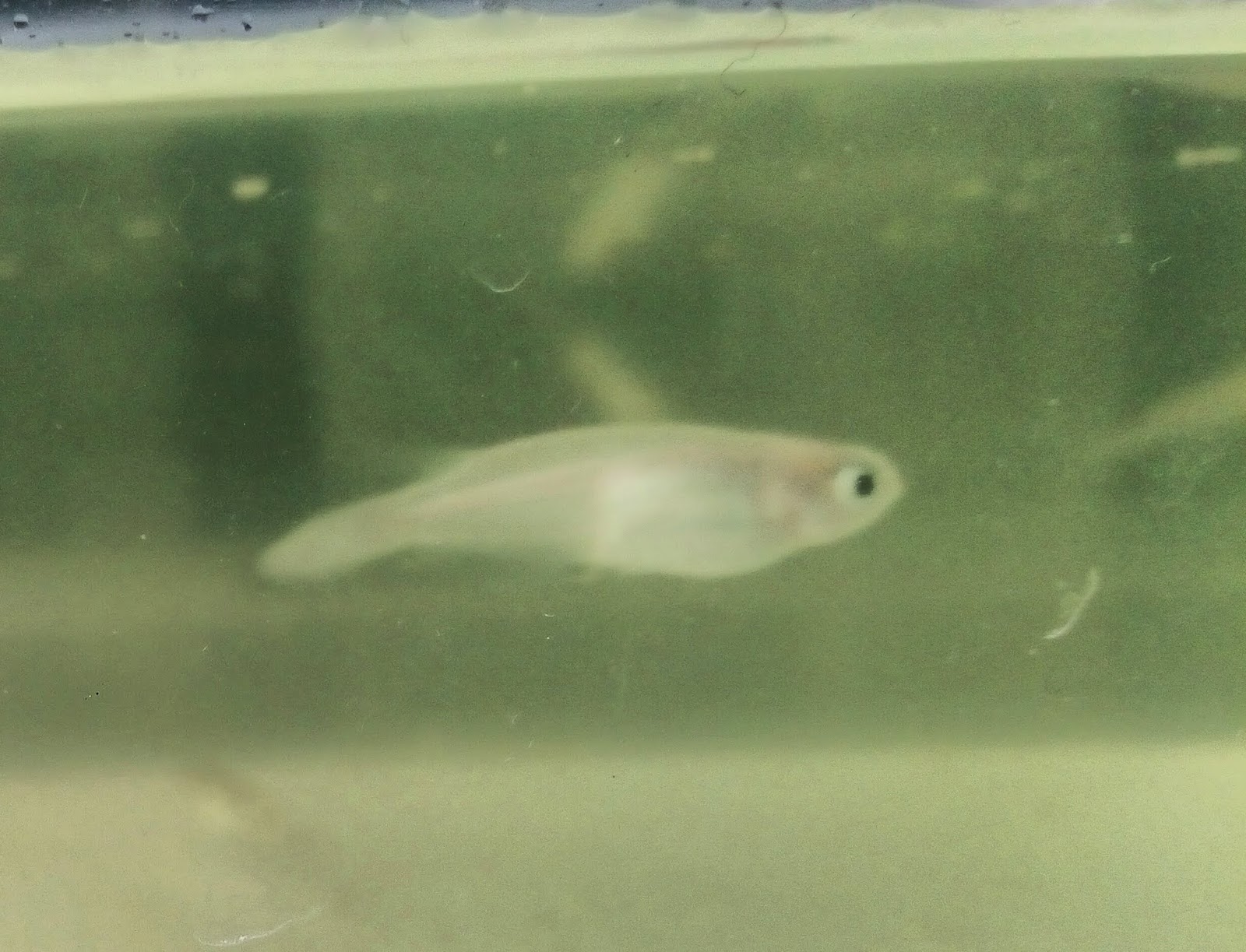 メダカが尾ぐされ病 ハリ病になってしまった時の対策 薬浴 塩浴 メダカが尾ぐされ病 ハリ病になってしまった時の対策 薬浴 塩浴