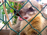 pet coati