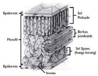 Bagian bagian Struktur Morfologi dan  Anatomi  Tumbuhan 
