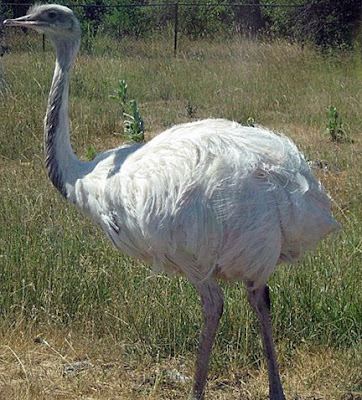 The ostrich is a large flightless bird native to Africa 